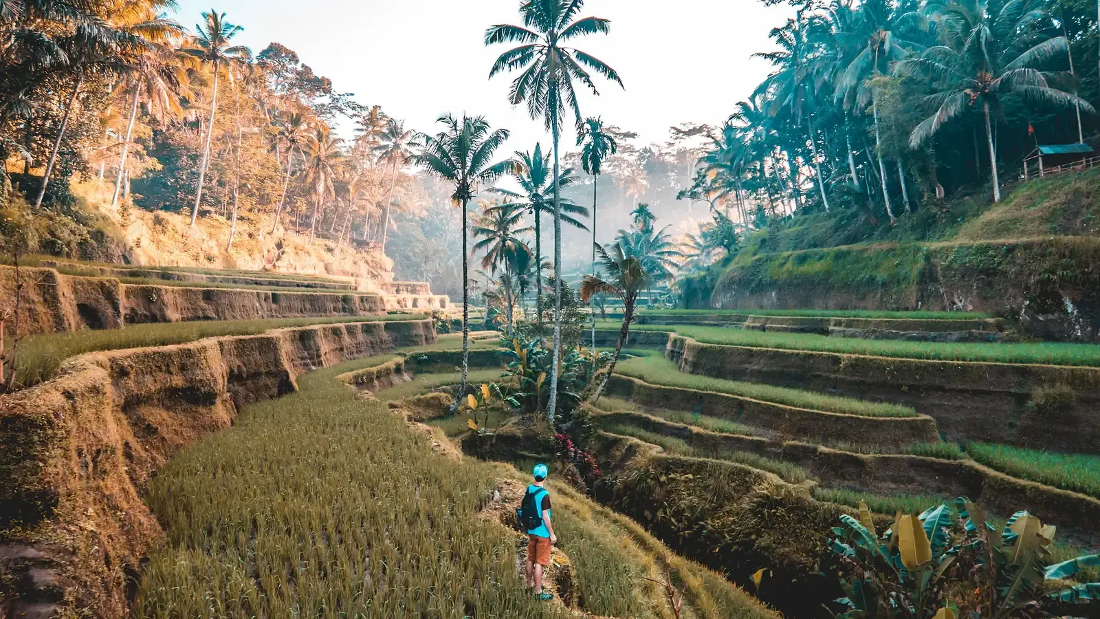 A walker on a path between terraced rice paddies and tall palms at sunrise