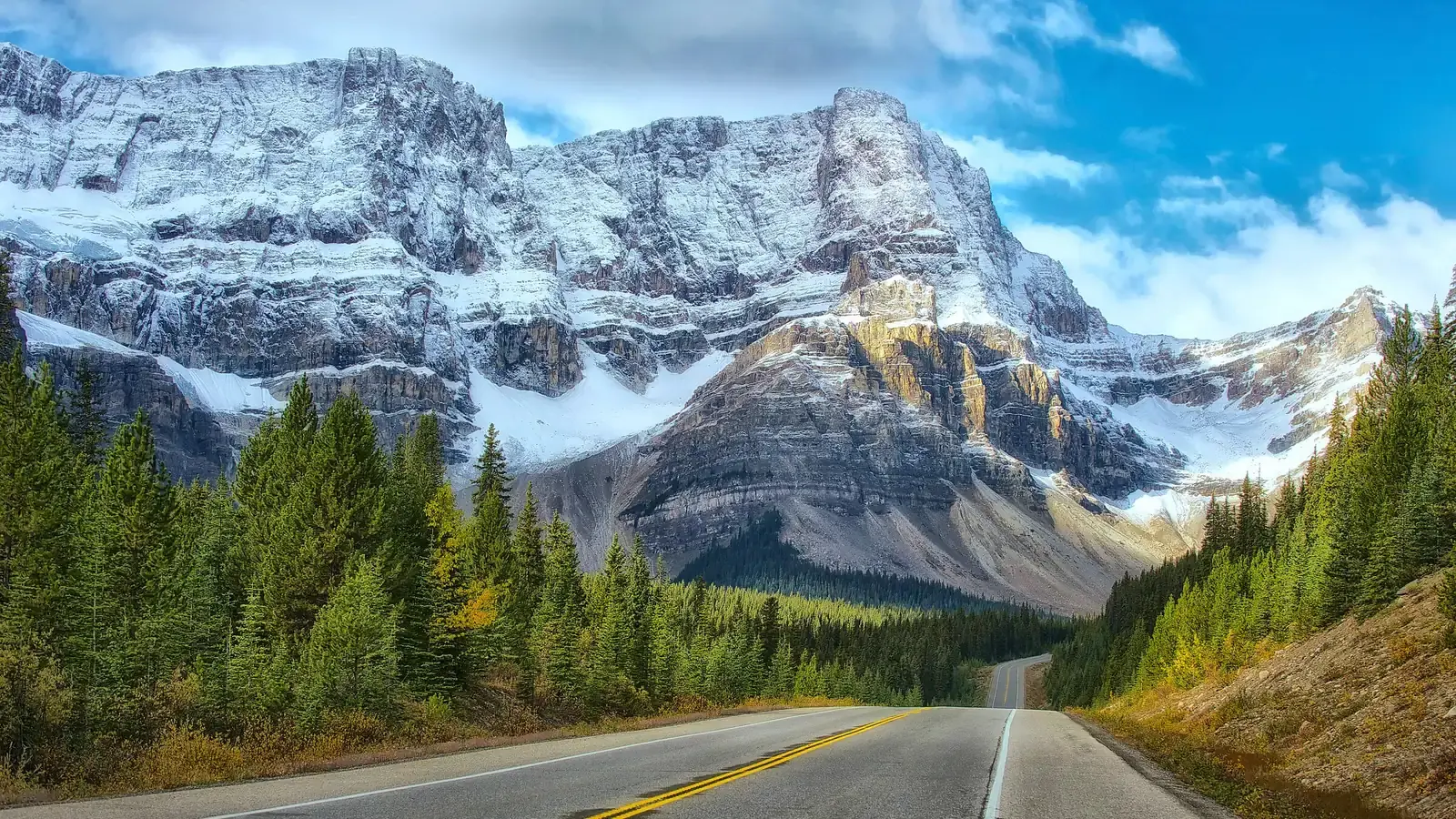 An empty road running towards snow-capped Rocky Mountain peaks through spruce forest