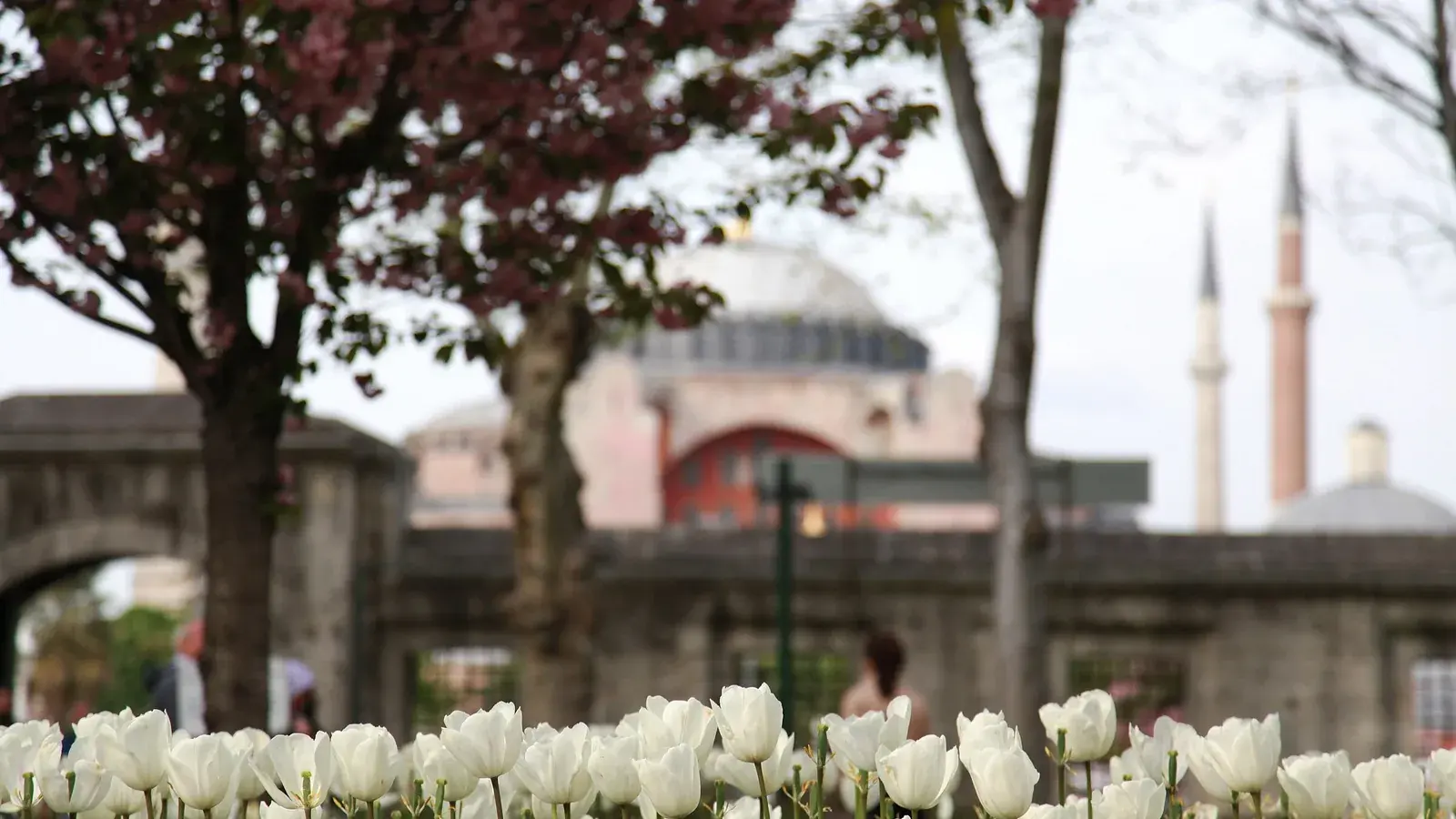 White tulips in a park, the dome and minarets of Hagia Sophia soft behind them