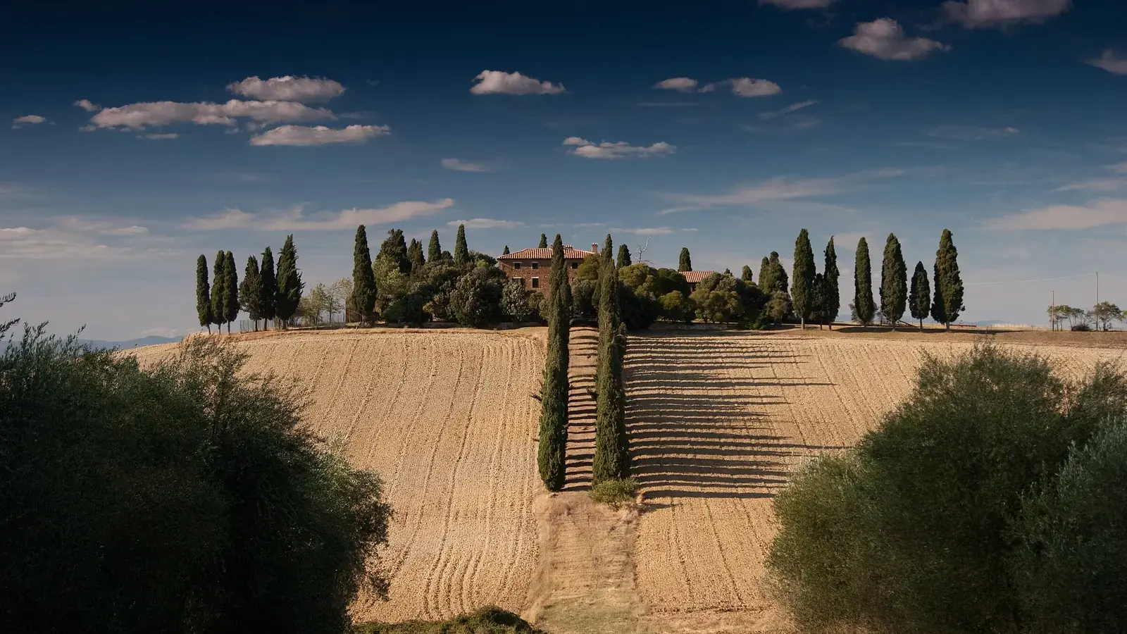 A cypress-lined track climbing a ploughed hillside to a Tuscan farmhouse