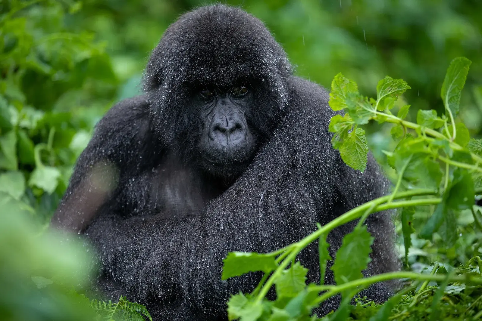 Volcanoes National Park & Bisate Lodge, Rwanda