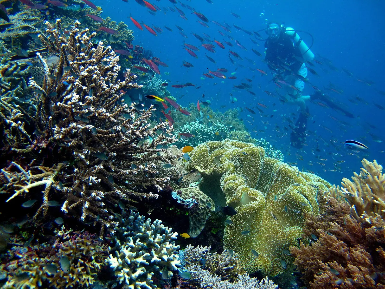 Raja Ampat & Misool, West Papua, Indonesia