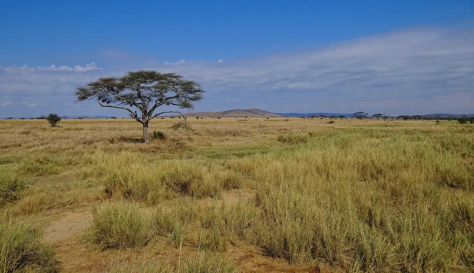 Grumeti & Serengeti Concessions, Tanzania