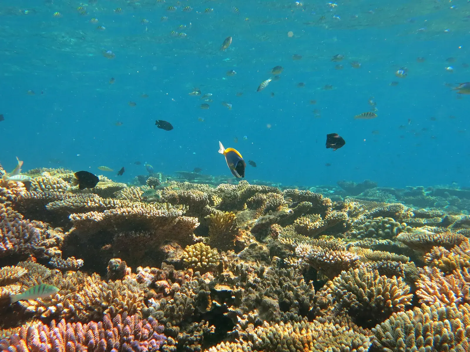 A shallow reef of branching coral with small striped fish above it in clear blue water